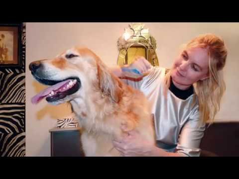 Dog Grooming Coolangatta Qld – Ph: 0436 364 443 Doggie Distractions
