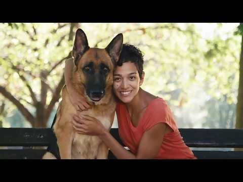 Gold Coast Dog Training Videos